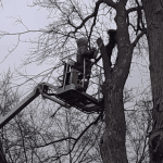A homeowner performing a scratch test on a tree branch to check for green cambium