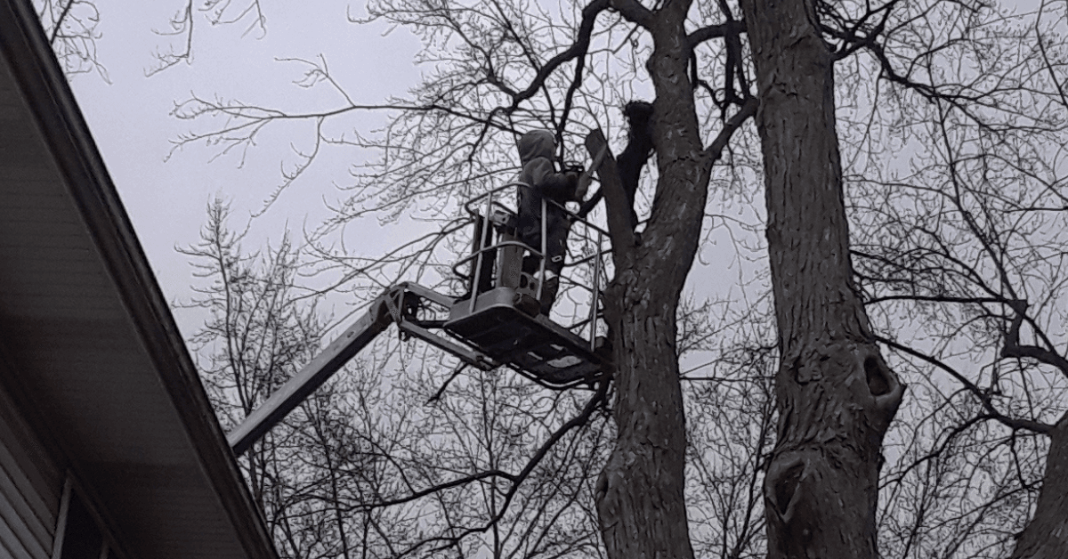 A homeowner performing a scratch test on a tree branch to check for green cambium