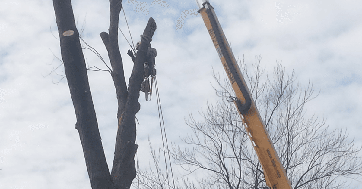 Crane-Assisted Tree Removal