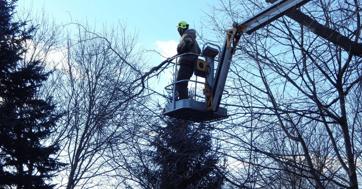 Tree Trimming