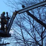 A Tree Frog Service LLC certified arborist performing dormant pruning on a Wisconsin maple