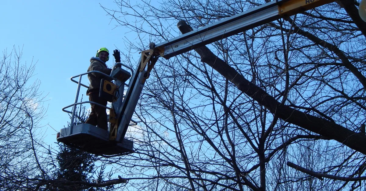 A Tree Frog Service LLC certified arborist performing dormant pruning on a Wisconsin maple