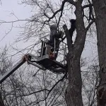 A homeowner performing a scratch test on a tree branch to check for green cambium