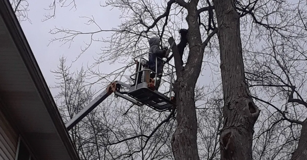 A homeowner performing a scratch test on a tree branch to check for green cambium