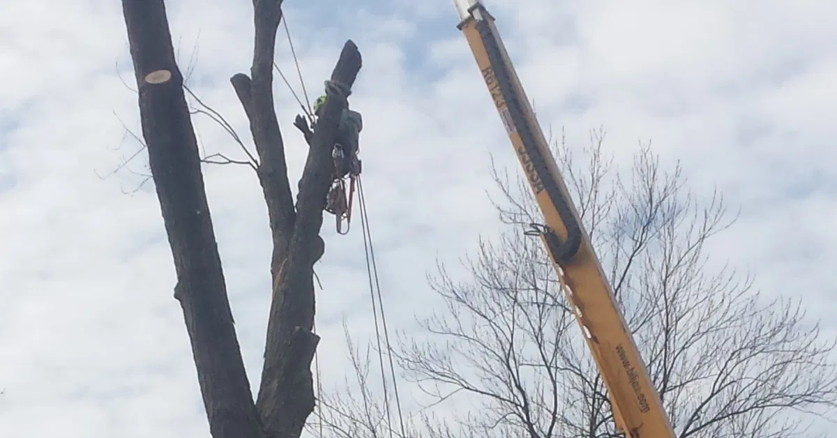 Crane-Assisted Tree Removal
